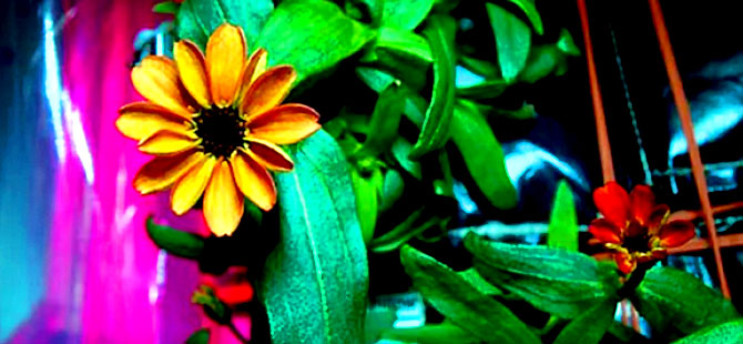 Uzay'da yetişen ilk çiçek: Zinya çiçeği