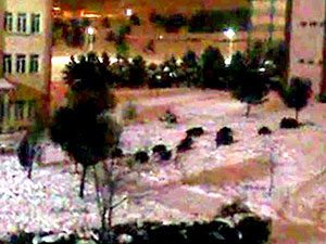 Sivas'ta kurt ve domuz sürüleri kente indi