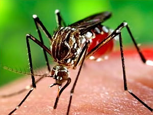Zika aşısı için ilk adım atıldı