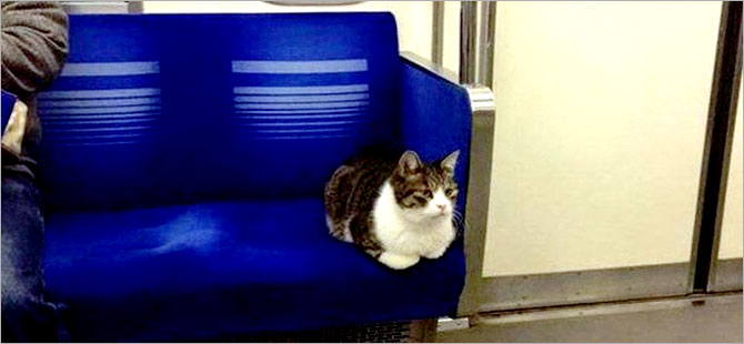 Metronun patronu Tokyo'lu kedi
