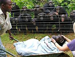 Onlarca şempanze cenaze için toplandı