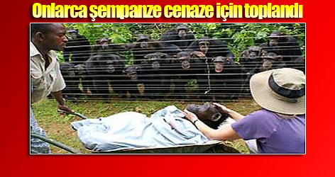 Onlarca şempanze cenaze için toplandı