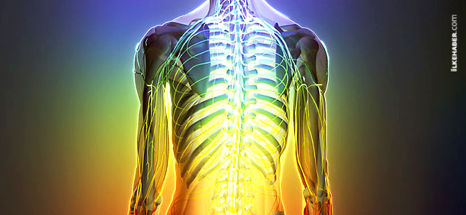 İnsan vücudunda yeni bir organ keşfedildi