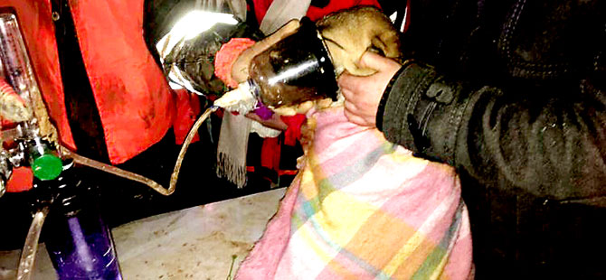 Beykoz’da mahsur kalan köpek kurtarıldı