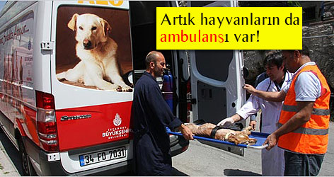 Artık hayvanların da ambulansı var!