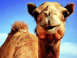 Suudi Arabistan, Katar'a ait 15 bin deveyi sınır dışı etti