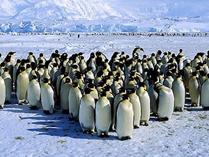 Antartika'da 1,5 milyonluk yeni penguen sürüsü keşfedildi