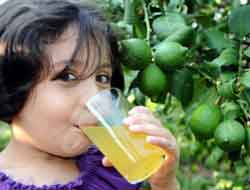 Gribi bol sıvı alarak yenin