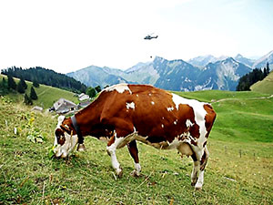İsviçre’de kuraklık: Ordu ineklere helikopterlerle su taşıyor