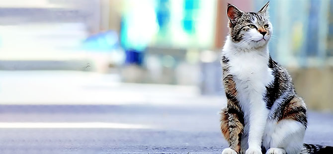 Kedi sahibi olmak sağlığa iyi geliyor