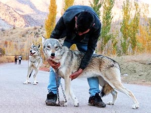 Zaxolu genç adam evinde iki kurt besliyor