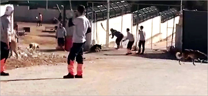 Konya’da bir köpeği öldüren iki kişiye ilk duruşmada tahliye