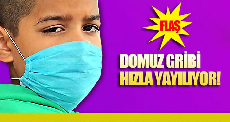 Domuz gribinde bilanço 353'e çıktı