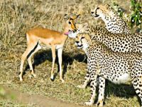 Çita ve Antilobun kıskandıran dostluğu!