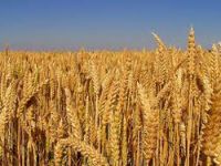 Buğday fiyatlarına karşı TMO'dan hamle