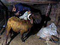Gazzeliler kurbanı tünellerden taşıyor
