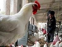 Kuş gribi kabusu geri döndü