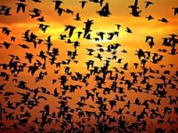 Ölü kuş vakası yayılıyor