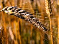 Buğday'da Çin alarmı
