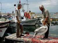 'Garip' pelikan'ın balıkçı dostları