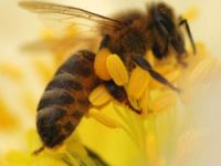 Arılar kansere çare mi oluyor?