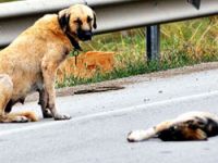 Anne köpeğin yürek burkan hali