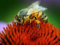 Bal arılarını öldüren esrarengiz hastalık