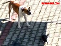 Yaralı kediyi köpek kurtardı