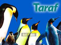 Taraf'tan 'Penguenli' tepki