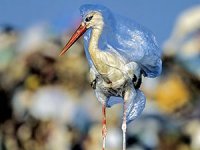 Greenpeace: Plastik atıkların yeni adresi Türkiye