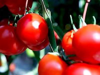 Ukrayna 38 ton domatesi Türkiye’ye geri gönderdi