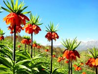 Dersim'de ters laleleri toplayanlara 180 bin lira ceza