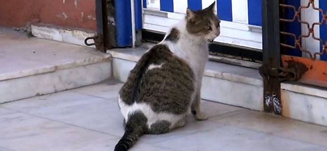 Doğumu yaklaşan kedi aile sağlığı merkezine gitti