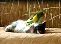 Kedi ve kuşun örnek dostluğu!